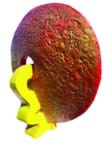 Immagine 61.jpg (47kb)